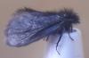 Epichnopterix sieboldii